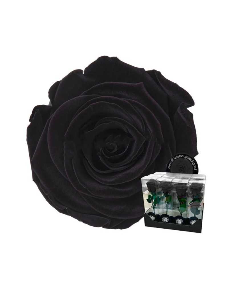 Fiori Stabilizzati | Ramo rosa dm 7 h 60 stabilizzata nera ( 4 ) | 