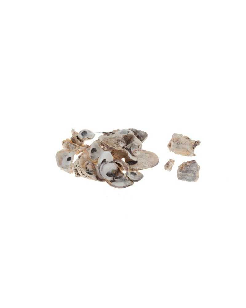 Decorazioni Mare | Ostriche 400gr | 