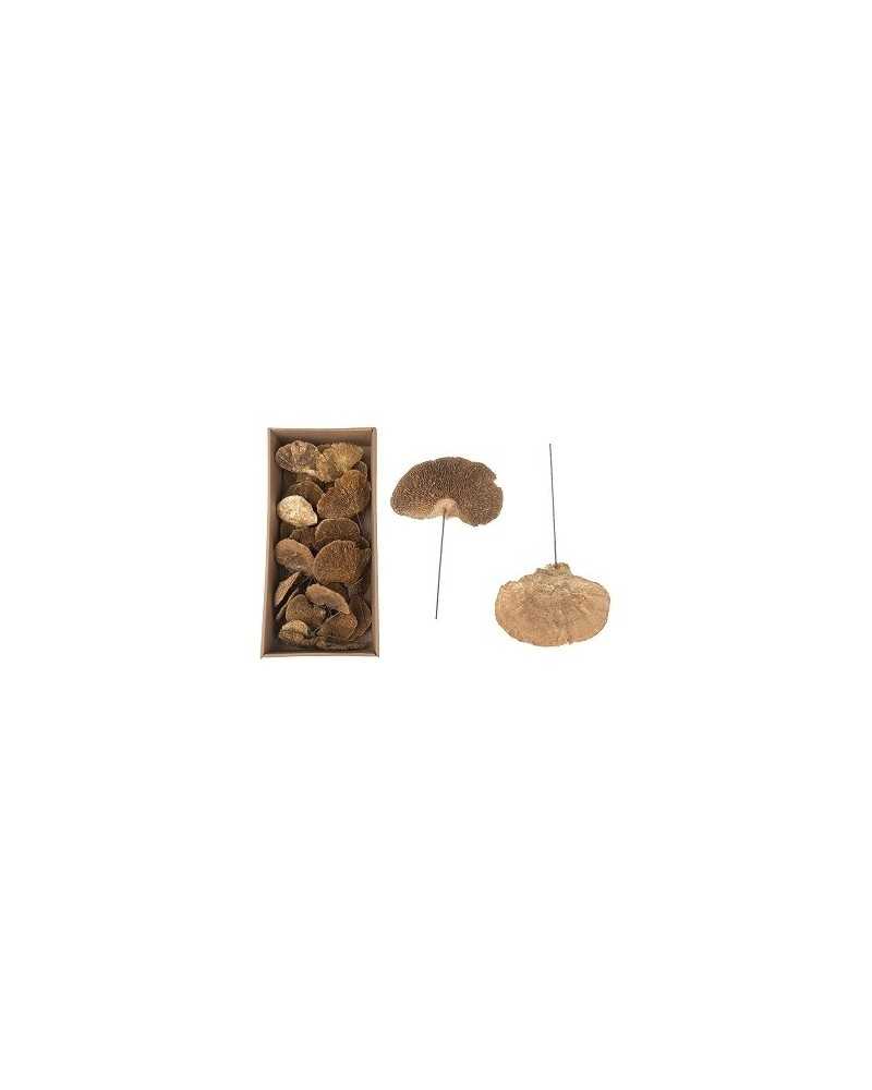 Decorazioni | Cf 40pz spore di funghi con ferretto gold-wash | 