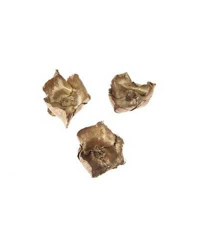 Applicazioni | Cf 10 pz fiori di palma gold-wash | 