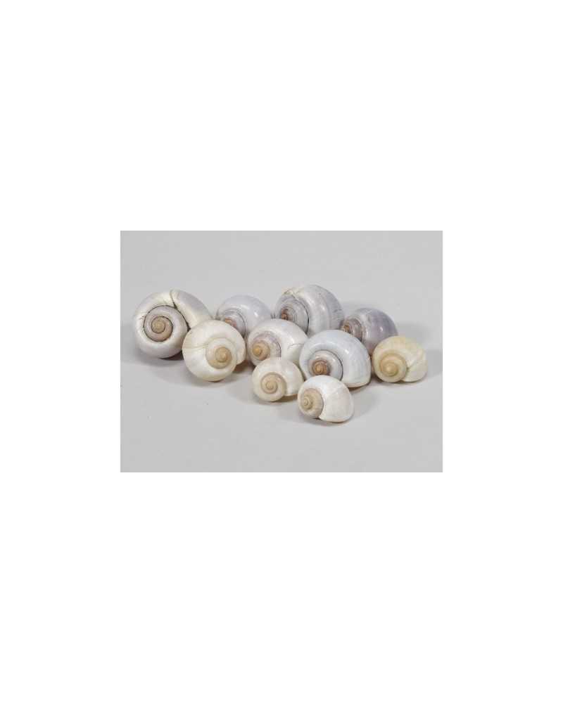 Applicazioni | Kg1 conchiglie lumaca gr | 