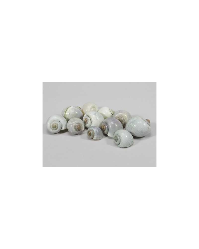 Applicazioni | Kg1 conchiglie lumaca green | 