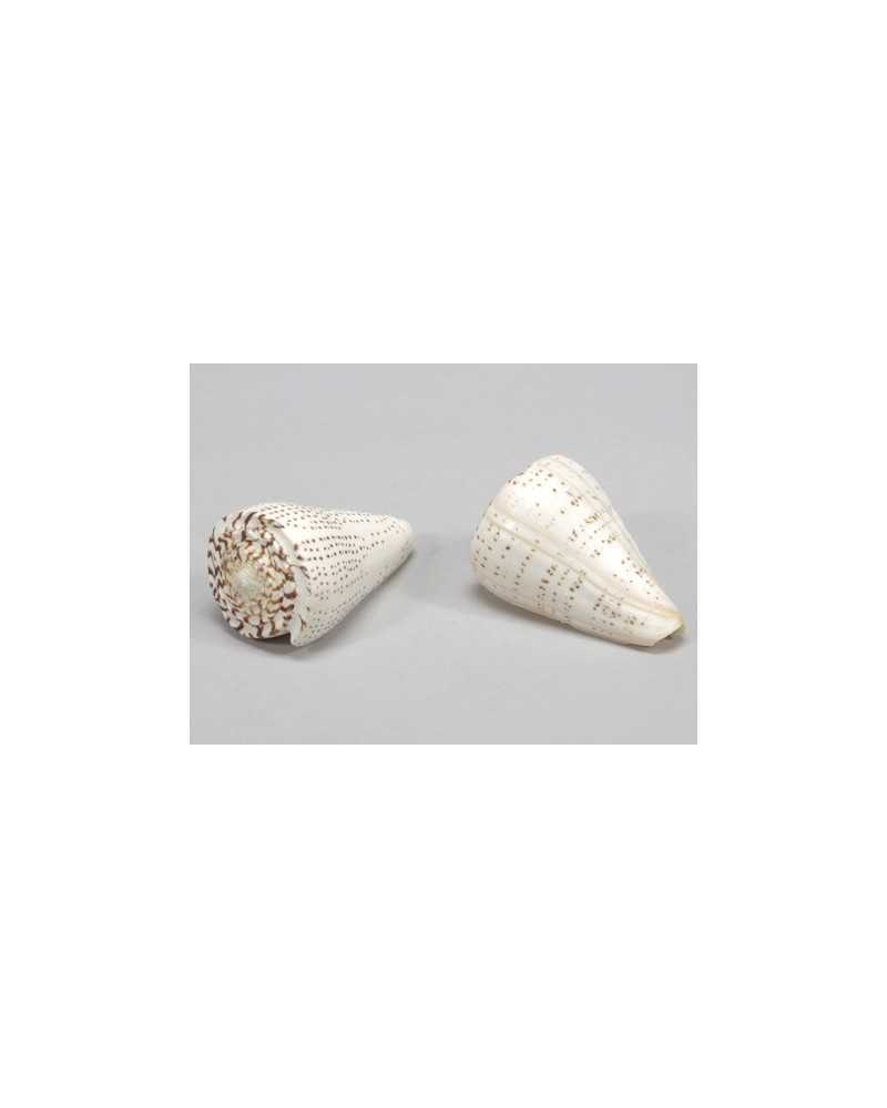 Applicazioni | Cf 1kg conchiglie pulli valai poo natural | 