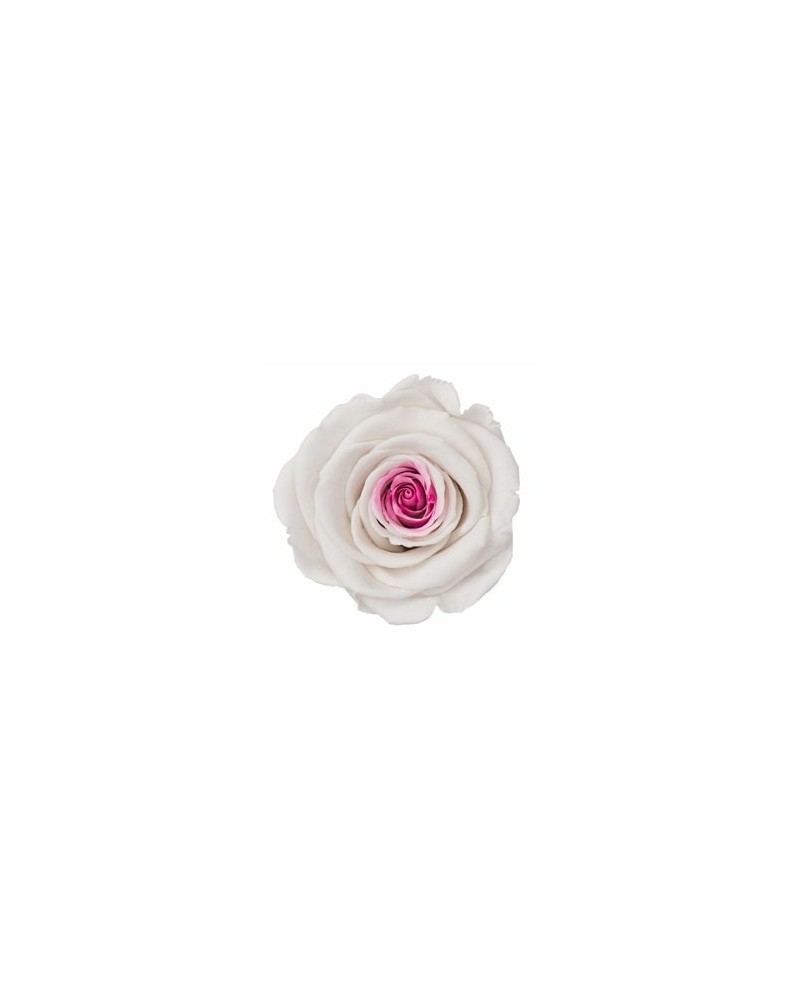 Fiori Stabilizzati | Cf 6pz rose stabilizzate dm 6-6.5 h 5-7 bianca inerno rosa | 