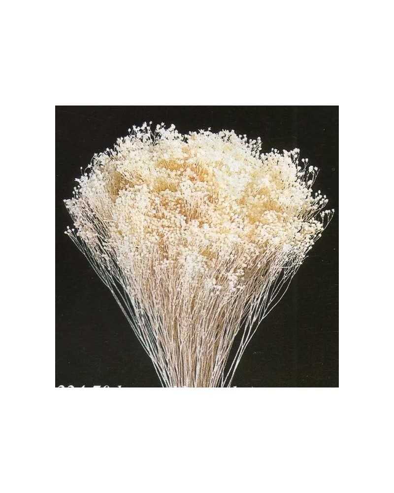 Fiori Secchi decorativi | Cf 200 gr broom blooms naturale | 