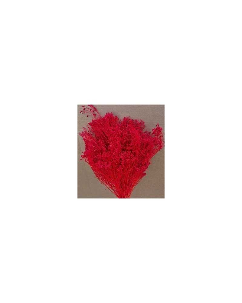 Fiori Secchi decorativi | Cf 200 gr broom blooms rosso | 