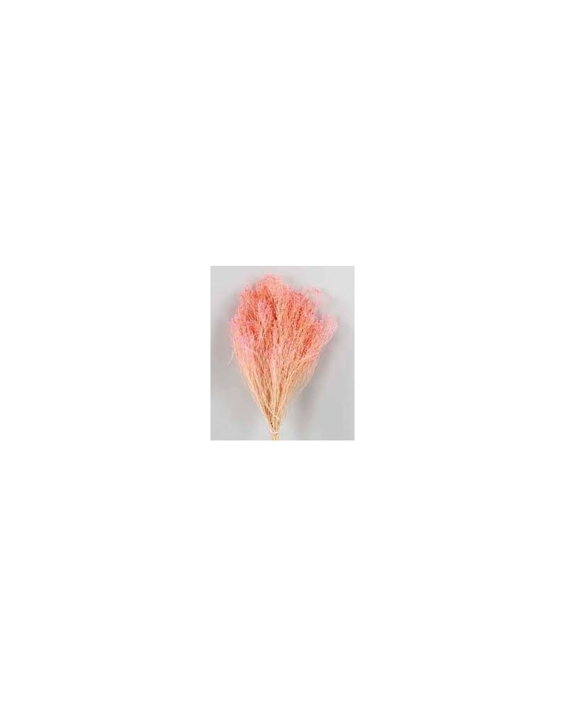 Fiori Secchi decorativi | Cf 200 gr broom blooms rosa forte | 
