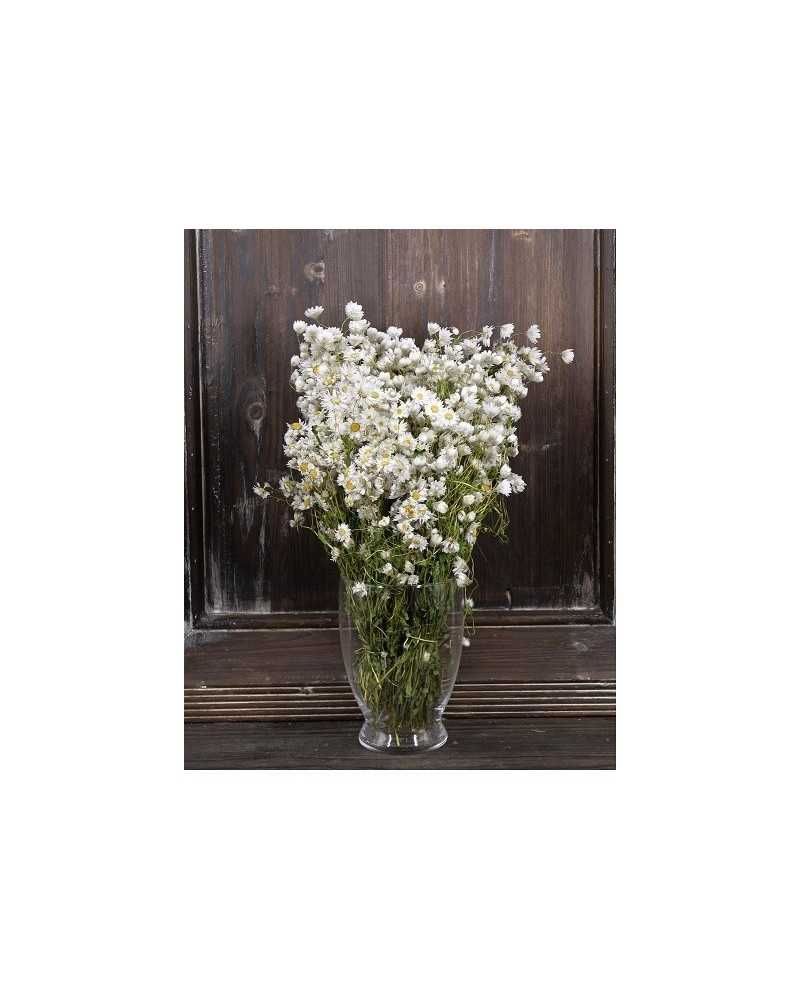 Fiori Secchi decorativi | Cf 100gr rodanthe in busta bianca | 