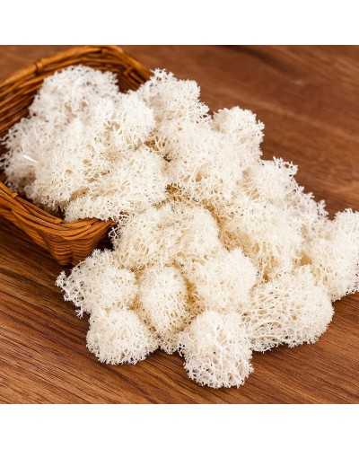 Muschio Nordico Bianco Decorativo 500g