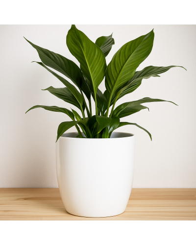 Coprivaso Ceramica Bianco Lucido Base Ø 19,5 cm H 21 cm