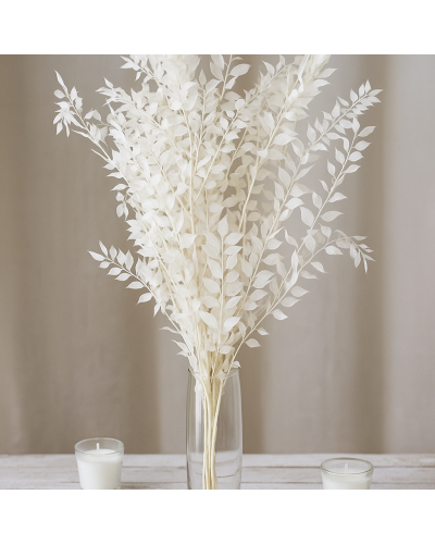 Ruskus Bianco Essiccato 75 cm – CF 5 PZ per Composizioni Floreali e Decorazioni Eleganti