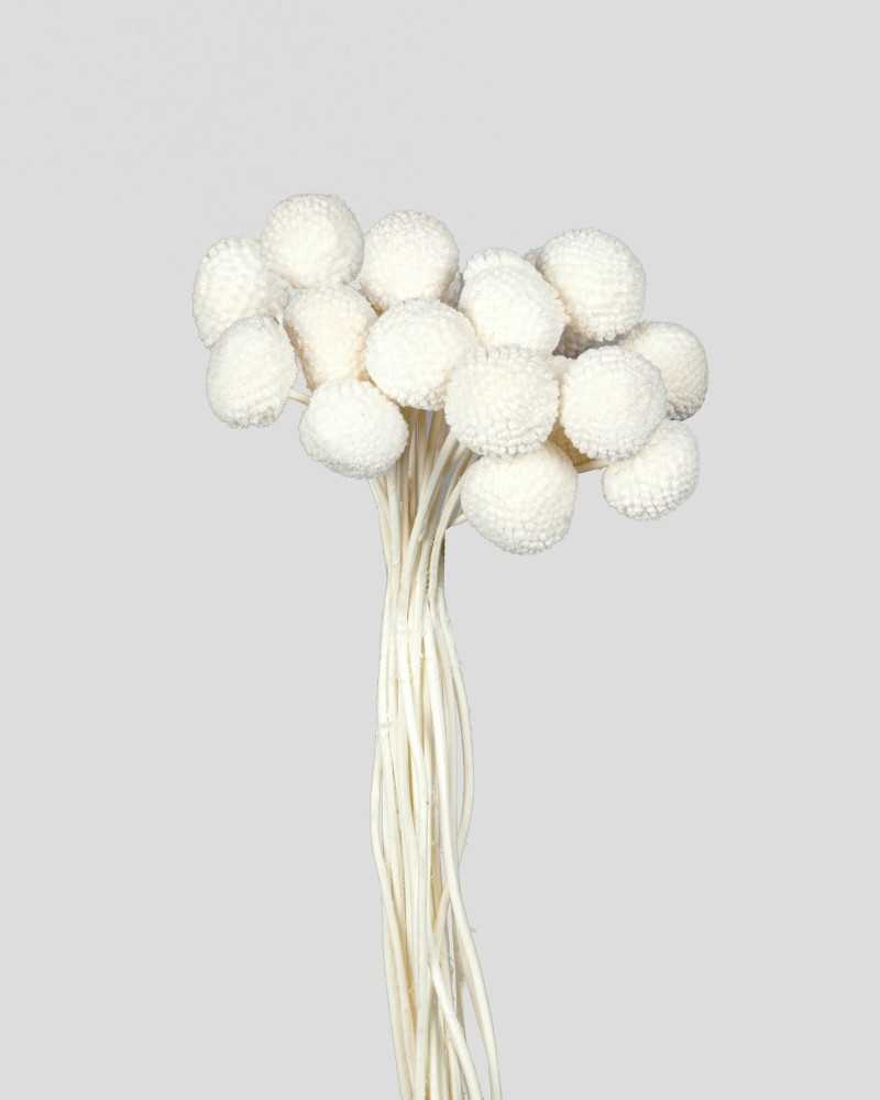 Fiori Stabilizzati | Cf 20 pz craspedia bianca | 
