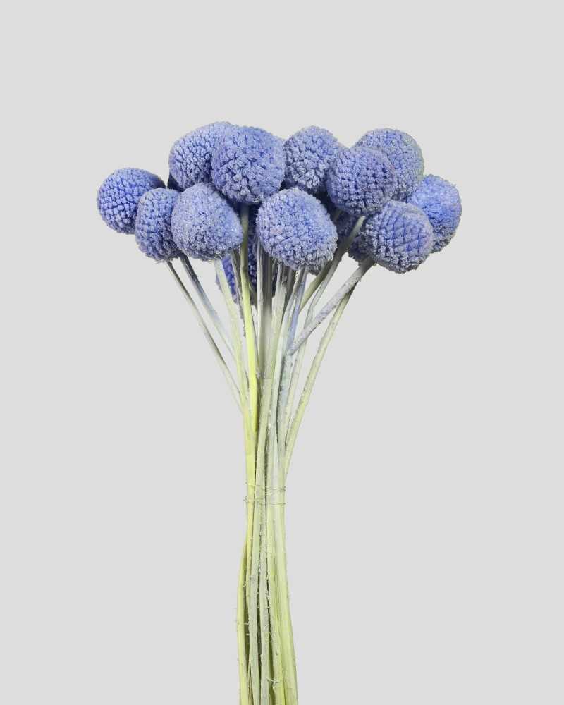 Fiori Stabilizzati | Cf 20 pz craspedia light blue | 