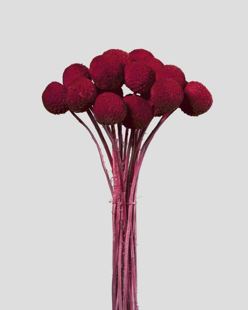 Fiori Stabilizzati | Cf 20 pz craspedia rossa | 