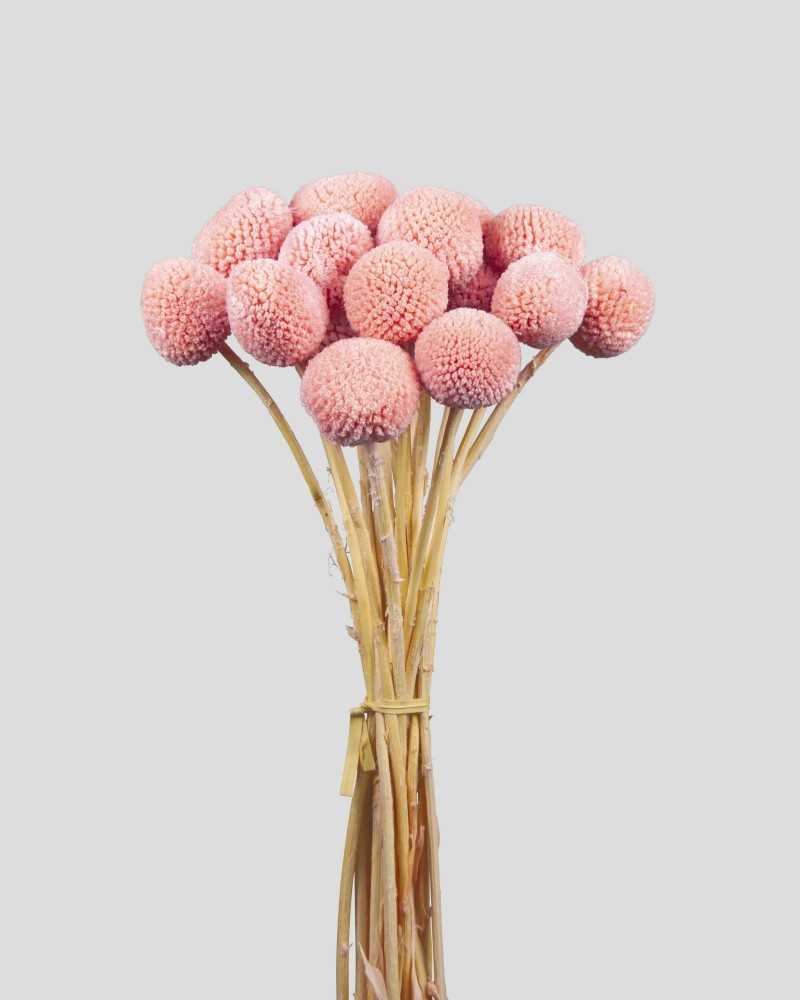 Fiori Stabilizzati | Cf 20 pz craspedia pink | 