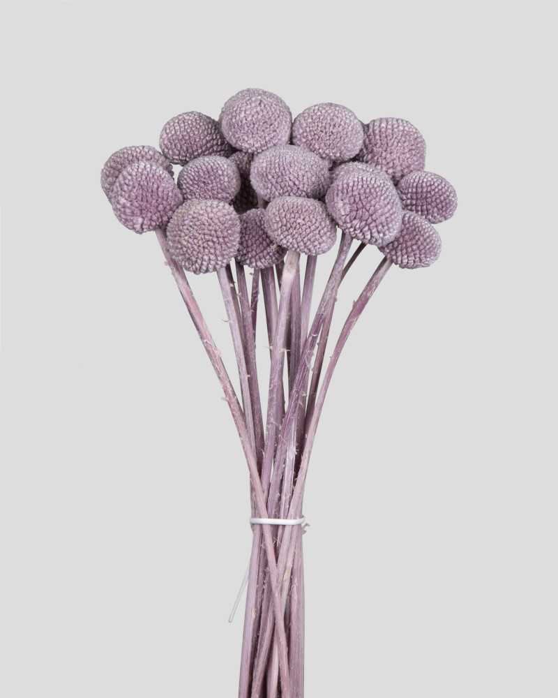 Fiori Stabilizzati | Cf 20 pz craspedia lilla | 