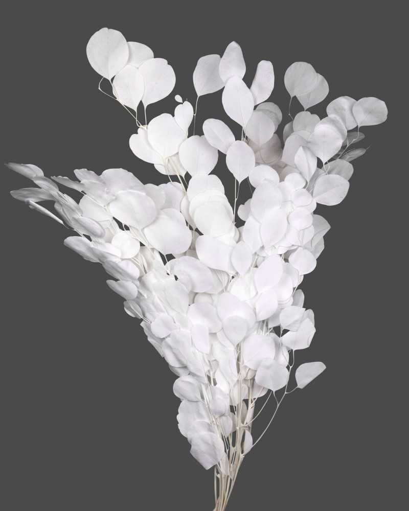Fiori Stabilizzati | Mazzo eucalyptus populus white | 