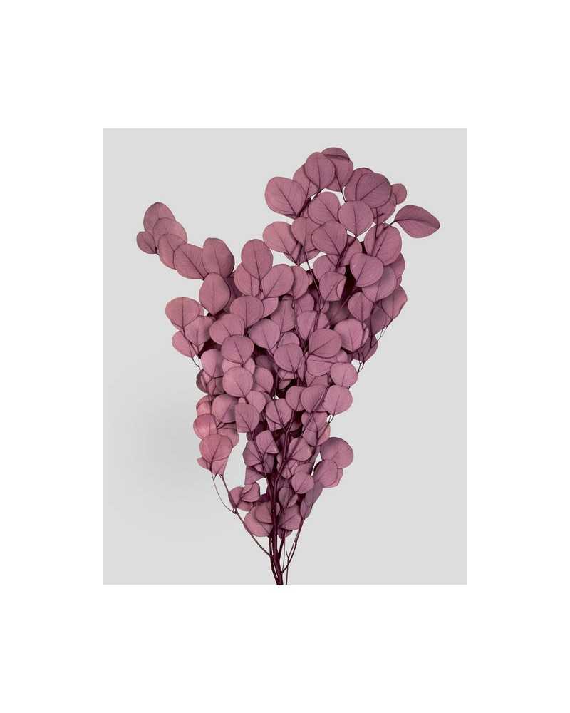 Fiori Stabilizzati | Mazzo eucalyptus populus mauve | 