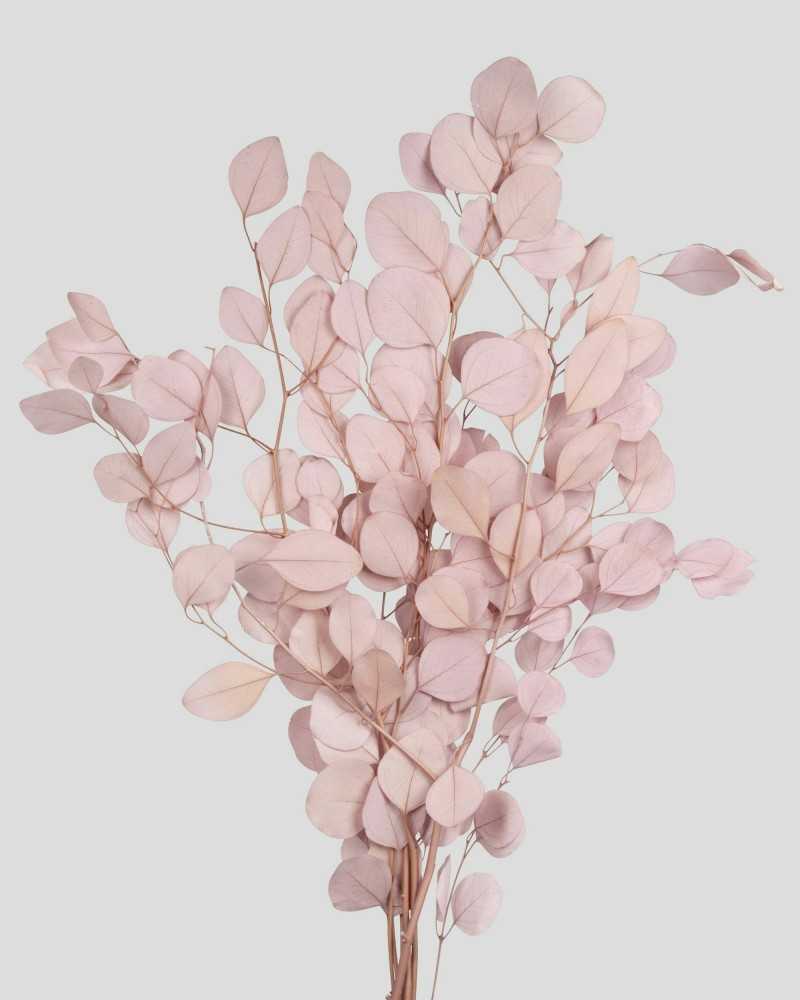 Fiori Stabilizzati | Mazzo eucalyptus populus sakura | 