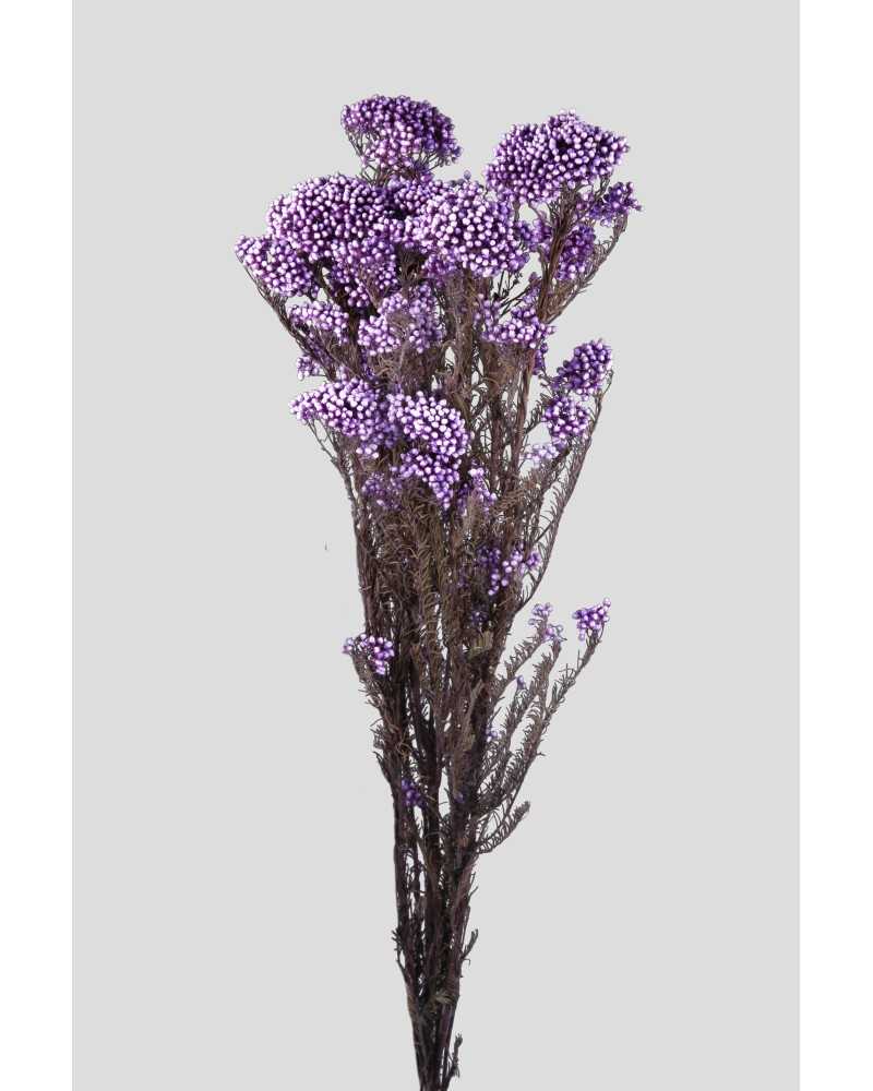 Fiori Stabilizzati | Mazzo di helichrysum lilla | 
