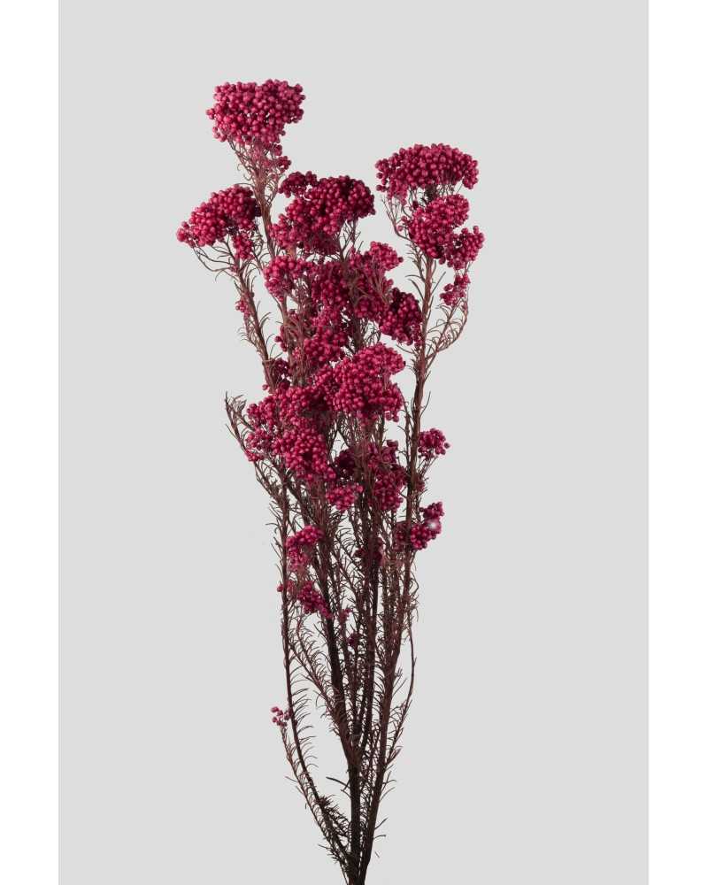 Fiori Stabilizzati | Mazzo di helichrysum magenta | 