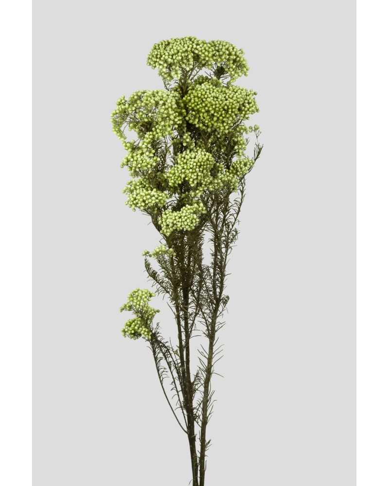 Fiori Stabilizzati | Mazzo di helichrysum verde | 