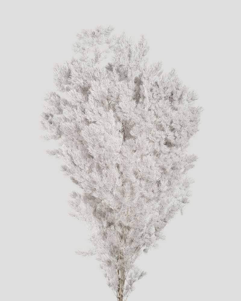 Fiori Stabilizzati | Mazzo ming fern bianco | 