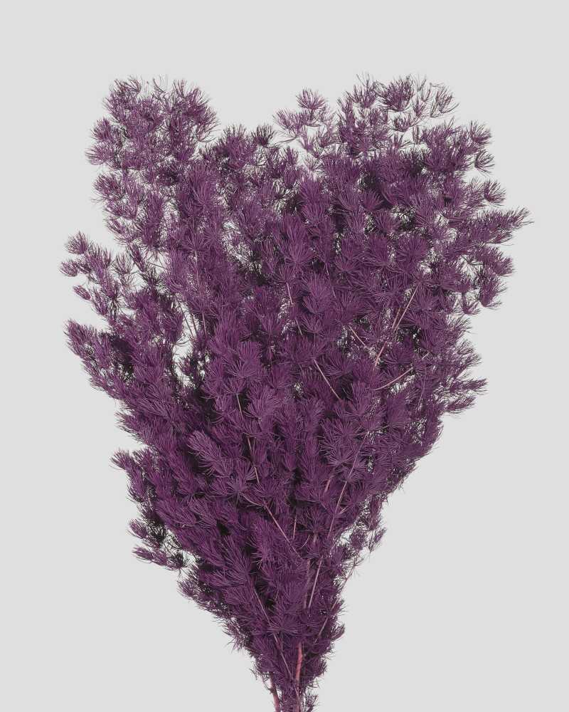 Fiori Stabilizzati | Mazzo ming fern grape | 