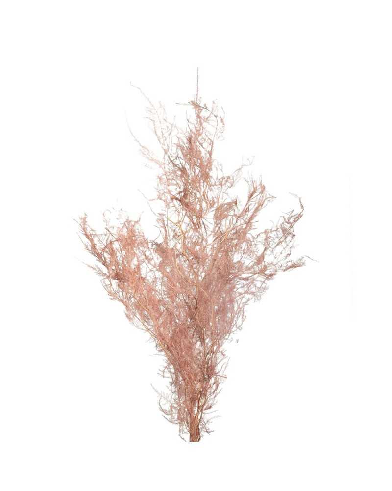 Fiori Stabilizzati | Cf 80 gr asparagus h 70 7-8 pcs pink | 