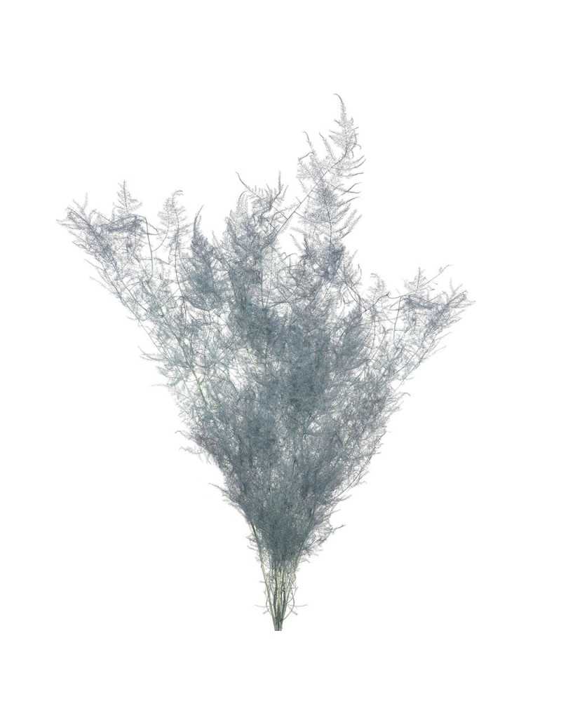 Fiori Stabilizzati | Cf 80 gr asparagus h 70 7-8 pcs grey blue | 