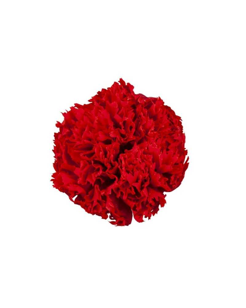 Fiori Stabilizzati | Cf 8 pz garofani stabilizzati dm 5-6 cm rosso | 