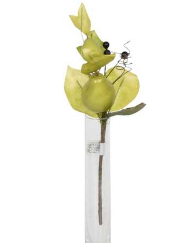 Nuovi arrivi | Piick pere verdi marroni | 