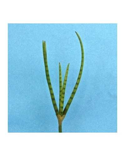 Rami, Foglie e Cadenti Artificiali | Pianta san saveria aloe cm 50 x5 foglie | 