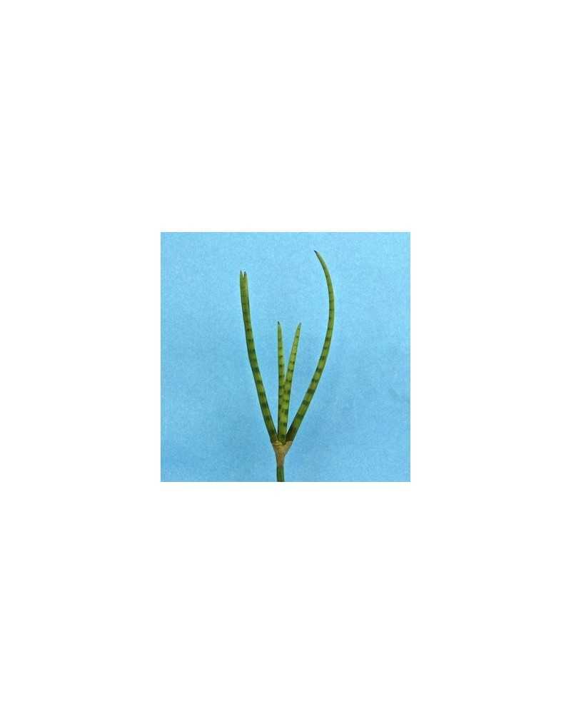 Rami, Foglie e Cadenti Artificiali | Pianta san saveria aloe cm 50 x5 foglie | 