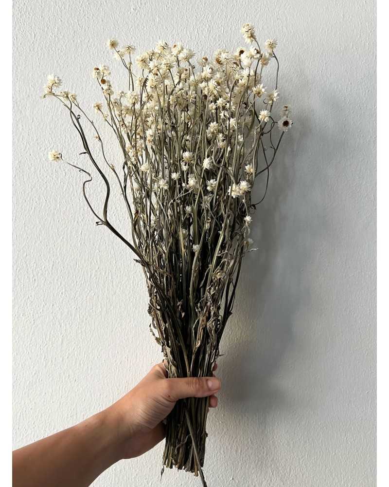Nuovi arrivi | Mazzo ammobium natural bianco | 