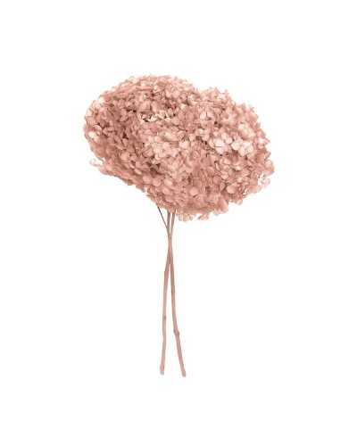 Fiori Stabilizzati | Ortensia stabilizzata annabelle dm 25 rosa | 