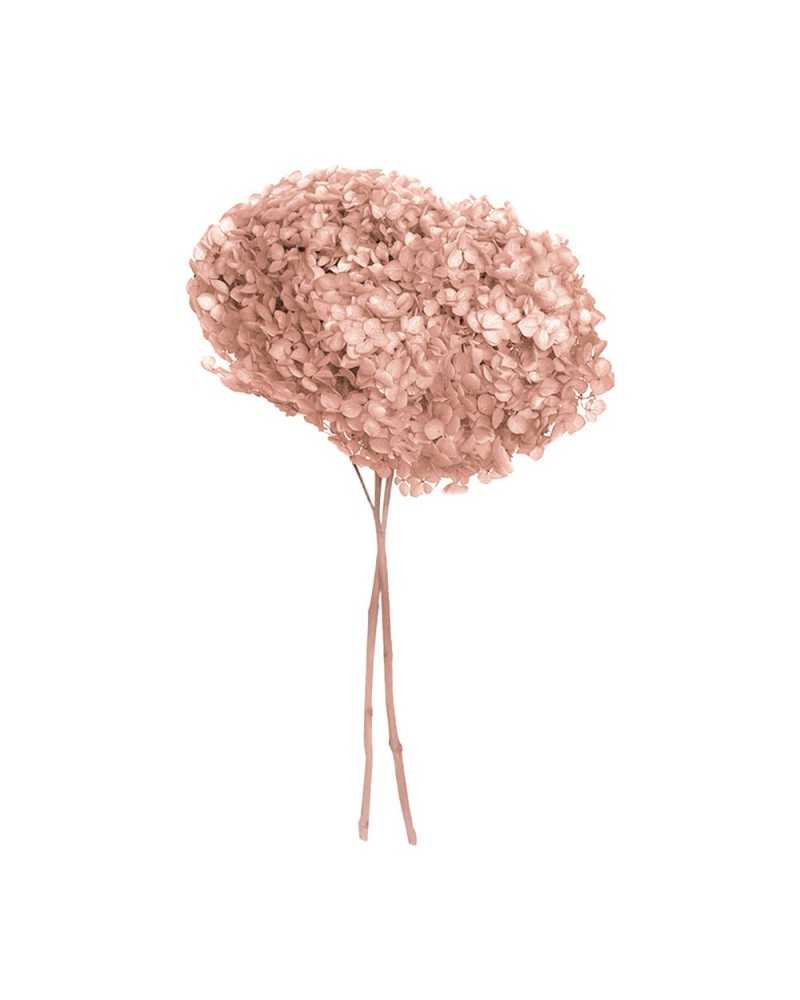 Fiori Stabilizzati | Ortensia stabilizzata annabelle dm 25 rosa | 