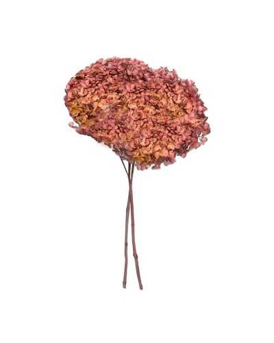 Fiori Stabilizzati | Ortensia stabilizzata annabelle dm 25 arancio sfumato | 