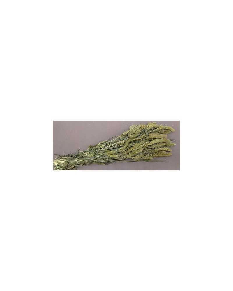 Nuovi arrivi | Mazzo setaria naturale verde | 