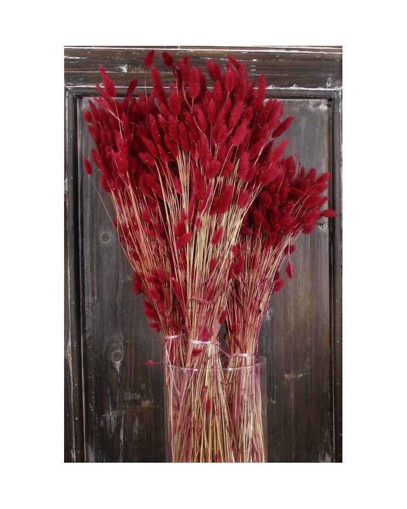 Nuovi arrivi | Cf 100gr lagurus topino bordeaux | 