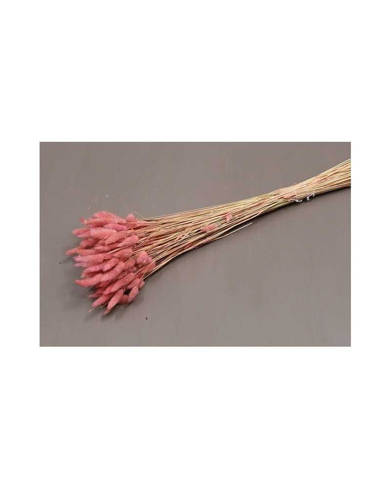 Nuovi arrivi | Cf 100gr lagurus topino rosa antico | 