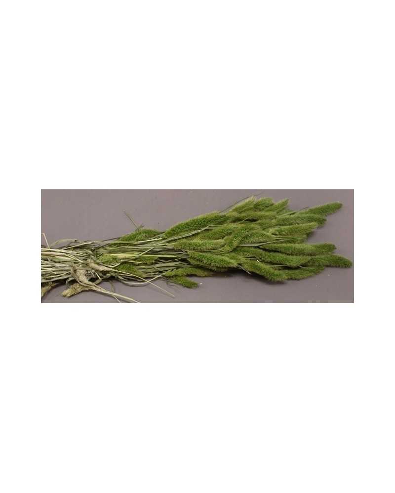 Nuovi arrivi | Mazzo setaria naturale verde green | 