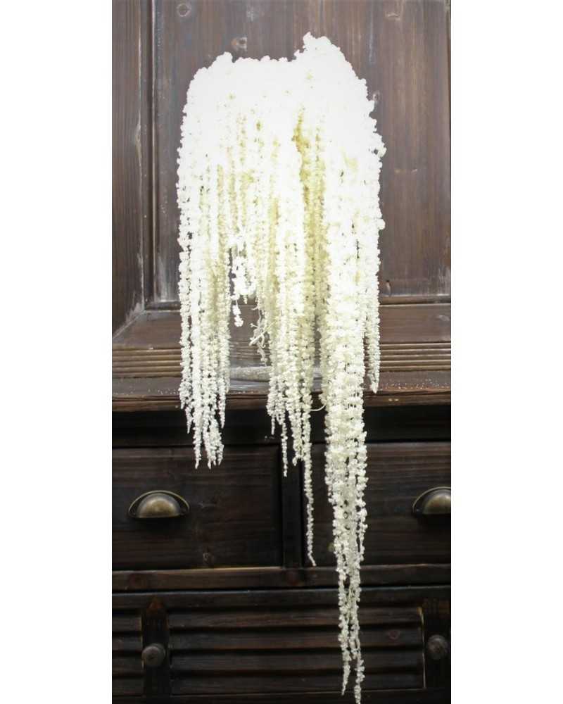 Nuovi arrivi | Cf 100gr amaranthus bianco | 
