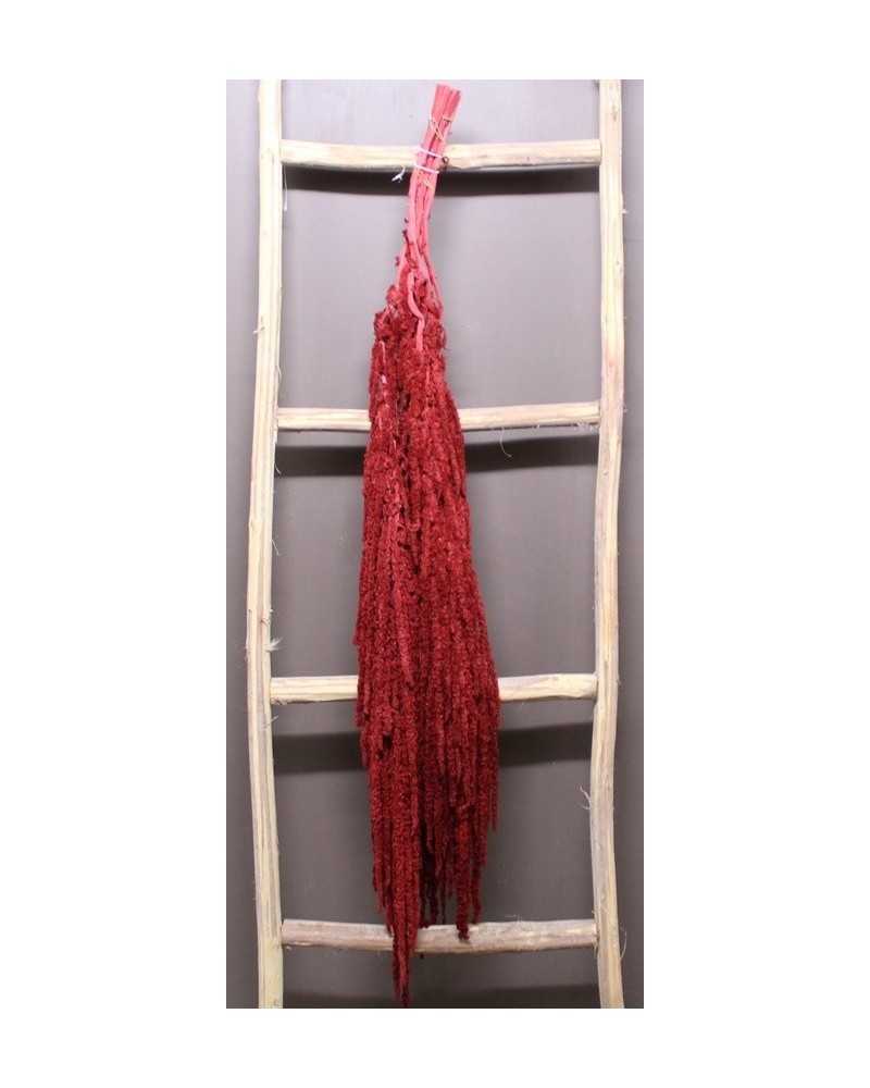Nuovi arrivi | Amaranthus caudatus extra x 5 rosso opaco h 120 | 