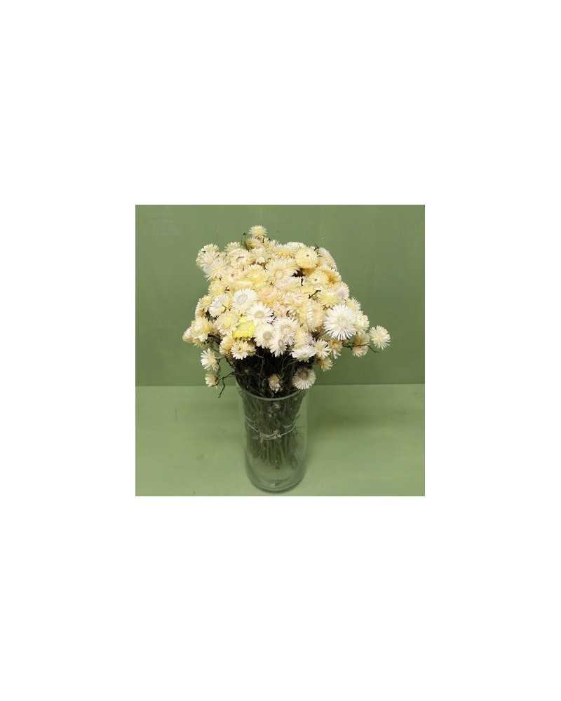 Nuovi arrivi | Cf 250 gr mazzo helichrysum bianco | 