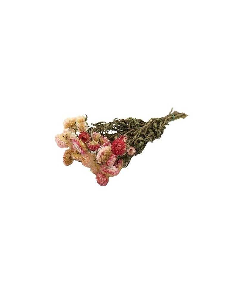 Nuovi arrivi | Cf 250 gr mazzo helichrysum natural pink | 