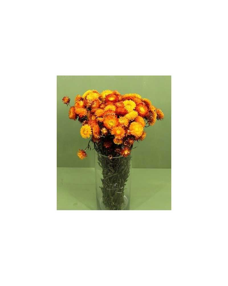 Nuovi arrivi | Cf 250 gr mazzo helichrysum arancio giallo | 