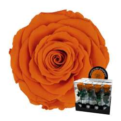 Ramo rosa stabilizzata dm 7 h 32 arancio in Fiori Stabilizzati