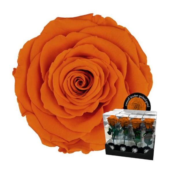 Ramo rosa stabilizzata dm 7 h 32 arancio in Fiori Stabilizzati