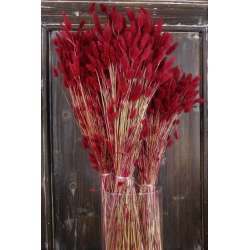 Cf 100gr lagurus topino bordeaux in Fiori Secchi